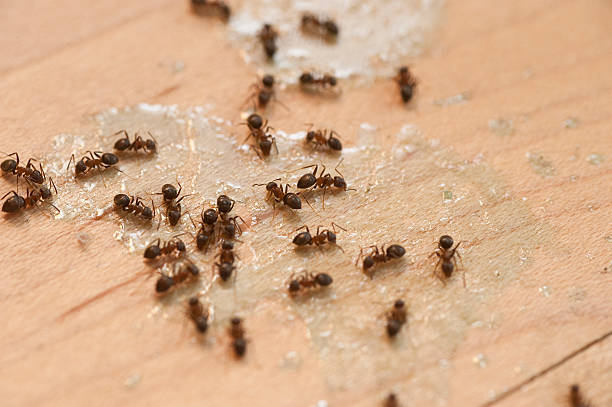 Best Best Pest Control Companies  in Lenexa, KS
